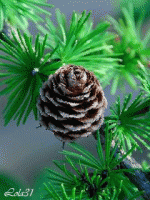 /album/karacsonyi-kepek-galeriaja-/uj9-gif/