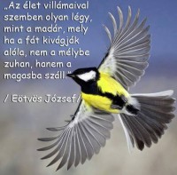 /album/kepgaleria-szep-kepek-idezetek-/boczne-erzsiketol-nekem-jpg/